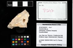 Foto (Objekt + Etikett) von Goniodromites sp.  (NHMW-GEO-2014-0194-0247)